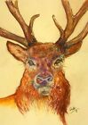 Carte de vœux A5 Red Deer Stag's Head and Antlers avec enveloppe, blanc à l'intérieur