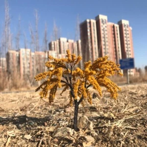 Autumn Trees HO/OO Scale Garden Plants Miniatures Railway Scene Sand Table Model - Picture 1 of 8