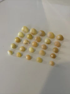 25 yellow snail shells. Porth Cwyfan, Anglesey, Wales. - Picture 1 of 5