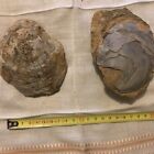 fossiles intéressant à identifier à nettoyer  à dater Nièvre