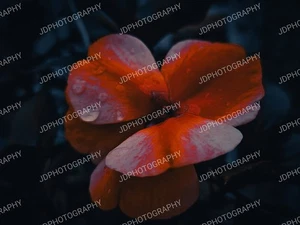 Original Digital Download Flower Nature Photography Print By JD - Picture 1 of 1