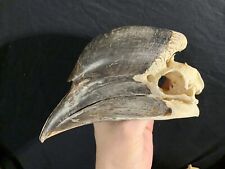 Schwarzhelm Hornvogel Schädel, Skull, Taxidermy, Hornbill 
