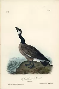 Audubon Hutchins's Goose Plate 377 Birds Of America 2da Edición Royal Octavo - Imagen 1 de 2