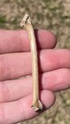 Florida Fossil Bird Bone Avian Rare Pleistocene Ice Age
