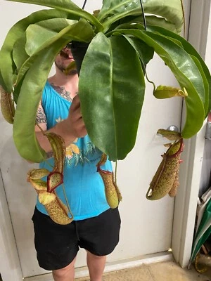 Nepenthes Miranda, planta jarra.  Planta carnívora enraizada enviada en maceta de 2,5" Foto 1 de 3