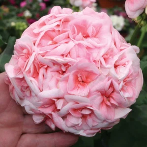Fiori da giardino 50 semi di fiori di ortensia rosa ortensia macrophylla - Foto 1 di 1