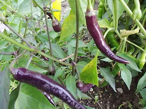 10 Chili " LONG PURPLE CAYENNE Lila Chili Samen Peperoni Paprika scharf - Bild 1 von 2