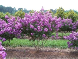35+ Crape Myrtle Tree Seeds / Perennial / Lilac - Picture 1 of 1