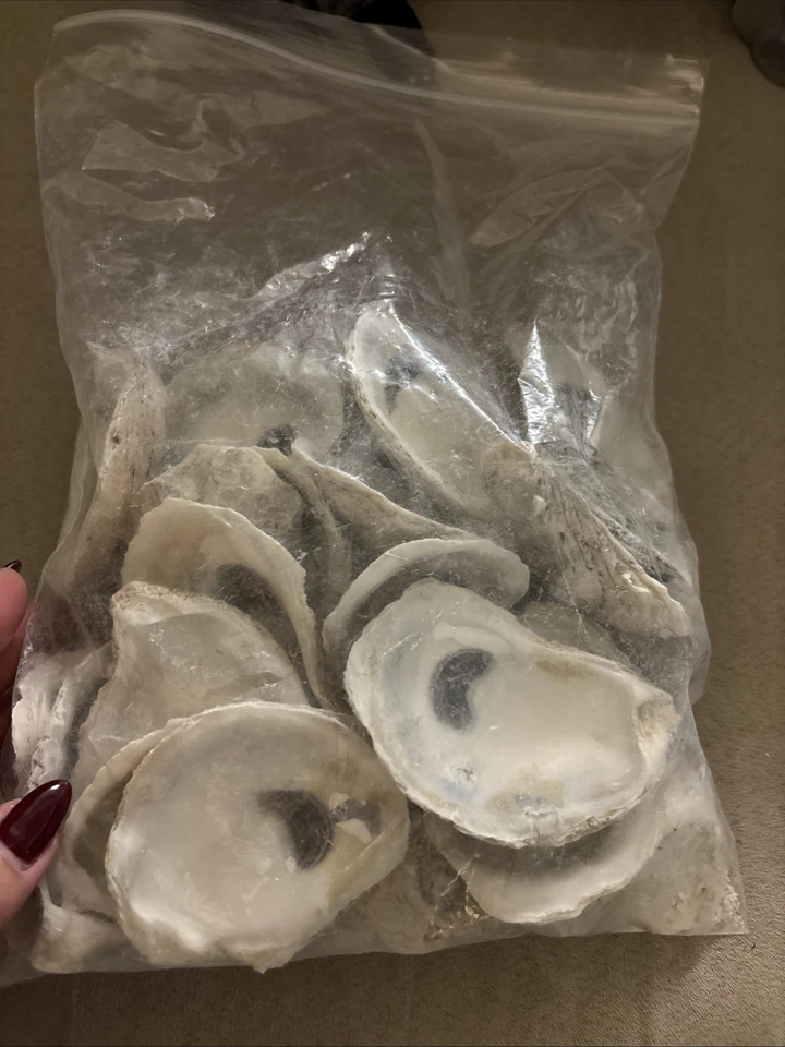Oyster Shells For Crafts 3-4” Bag Of 20 - Image 1 of 1