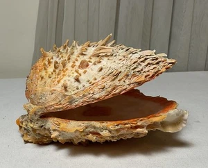 Real Spondylus Spiny Oyster Sea Shell 6”x 5.75” - Picture 1 of 8
