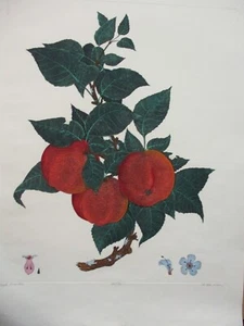 Mitra, Dan - "Apple Branches" - Picture 1 of 4