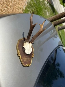 1958 Dated Antler Black Forest Carved Wooden Plate Taxidermy Gilded - Picture 1 of 9