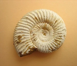 Kranaosphinctes sp. Ammonit aus dem Oberjura Oxfordium von Madagaskar - Bild 1 von 5