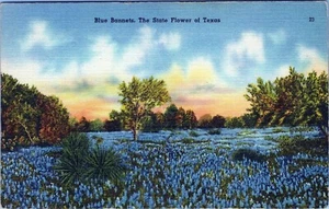 Postal Blue Bonnets State Flower Texas 69052 sin publicar - Imagen 1 de 2