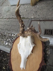 Abnormer Rehbock auf Holzbrett - Bild 1 von 3