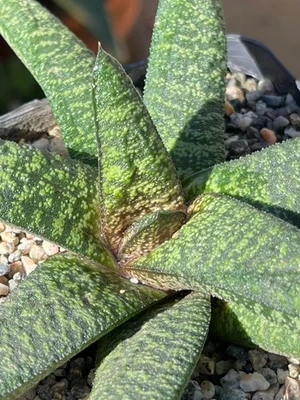 Planta suculenta de cactus Gasteria batesiana Barberton Foto 1 de 2