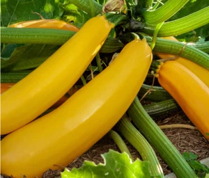 CALABACIN de color AMARILLO ORO 20 semillas , muy buen sabor - Imagen 1 de 1