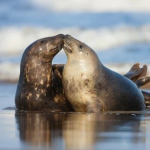 Tarjeta de felicitación en blanco Grey Seals BBC Springwatch gama - Imagen 1 de 2