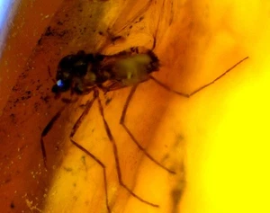 Frozen in time echter natürlicher dominikanischer Bernstein fliegendes Insekt Mücke Fossil 22 mm - Bild 1 von 7
