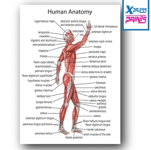 ANATOMÍA HUMANA MÚSCULOS DEL CUERPO Póster Impreso Educación Ciencia A3 A4 #01 - Imagen 1 de 9