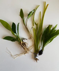 Betta Aquarium Live Plant Bundle- Crypt, Val, Anubias, & Java Fern! - Picture 1 of 8