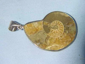 PERO plata amonita nautiloide collar colgante fósil 8797A - Imagen 1 de 1