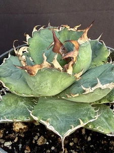 Agave oteroi seedling Grade A /titanota/oaxaca/ariocarpus/home grown/A - Picture 1 of 6