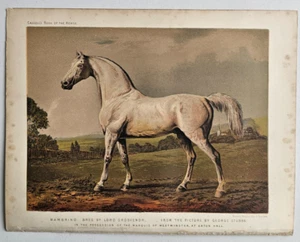 1876 Antique Horse Print MAMBRINO Lord Grosvenor George Stubbs Chromo Sidney - Picture 1 of 1