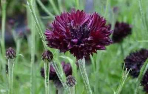 25 Seeds Black Garnet BACHELOR'S BUTTON / CORNFLOWER Centaurea Cyanus Flower - Picture 1 of 4
