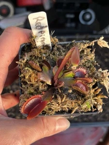 Dionaea Muscipula Red Piranha Venus Fly Trap - Picture 1 of 3