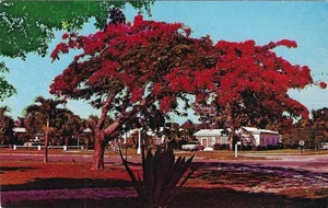 Vintage Florida Chrome Postcard Royal Poinciana Tree Residential Homes - Picture 1 of 2