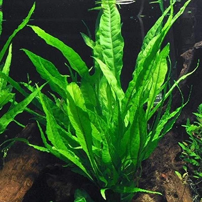 BUY 2 GET 1 FREE Java Fern Microsorum Pteropus Potted Plant Live Aquarium Plants - Image 1 of 4
