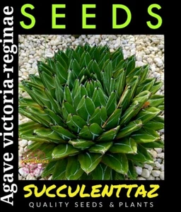 Agave victoria-reginae 10 x Seeds Cactus Cacti succulent QUEEN VICTORIA AGAVE - Picture 1 of 5