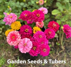 Zinnia Pink elegans “Exquisite” and double Regal Pink Rose 25 Mix Seeds - Picture 1 of 4