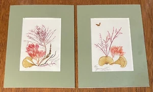 Vintage 1970s 80s Limu Seaweed Hawaiian Art Creations By Kay Yamamoto Of Hawaii - Picture 1 of 11