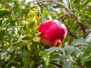 8 Pcs Wonderful Organic Pomegranate Cuttings 9 inch + Long Mature Plant - Picture 1 of 3