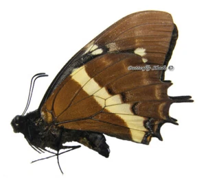 Unmounted Butterfly/Papilionidae - Papilio cacicus mendozaensis, M, Peru - Picture 1 of 1