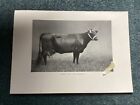 Kerry Cow “ Duv Rosebud. ” ,  Antique print