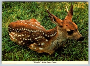 Cervatillo ciervo mula "Bambi" de las Montañas Rocosas canadienses, postal cromada - Imagen 1 de 2