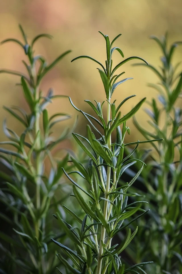 20 Fresh Organic Rosemary Stems, Cuts Fresh By Order, 20 Cuttings For $20.00 - Image 1 of 1
