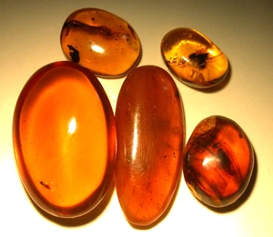 5 Pieces of Burmese Amber Fossils with Variety of Insects from Dinosaur Age - Picture 1 of 15