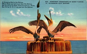 VTG. Linen Postcard St. Petersburg, Permanent Inhabitants of Sunny Florida Beach - Picture 1 of 2