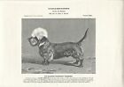 Stampa antica CANE di razza DANDIE DINMONT TERRIER 1913 Antique print dogs