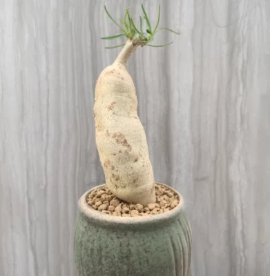 Succulent Cactus Plant Euphorbia hedyotoide Home Garden  RootTuber plants - Image 1 of 4