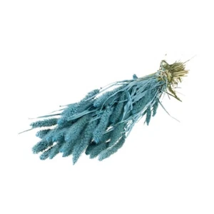 Bunch of Dried Pastel Setarea or Foxtail 60cm/24 Inches Misty Blue - Picture 1 of 2