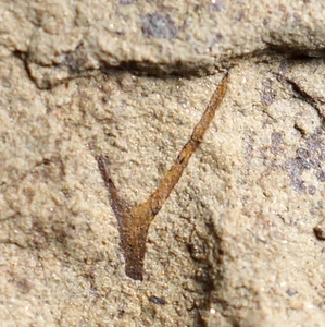 Hermosa Hostinella ramificada clara, ¡una planta terrestre silúrica vascular más antigua! - Imagen 1 de 7