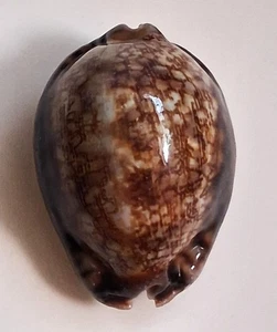 Sea Shell Cypraea Arabica 55,6 mm, gema, cuerpo insensible muy bonito, perfecto - Imagen 1 de 3