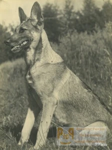 Belgium? German Shepherd Dog Old Art Photo ALF 1944 #1 - Photo 1/3
