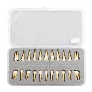 28Pcs Full Mouth Permanent Teeth Model Teaching and Learning Dental Mold - Picture 1 of 12