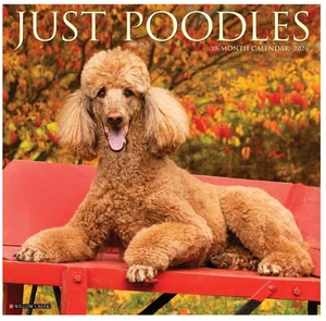 Just Poodles : 2026 12 X 12 Wall Calendar by Willow Creek Press (2025, Calendar) - Picture 1 of 4